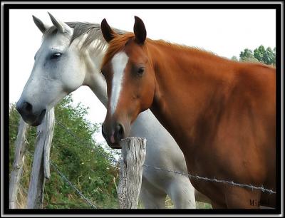 Caballos